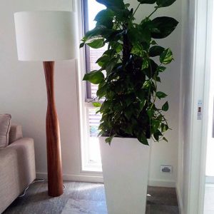 https://allsunshinecoastindoorplanthire.com.au/indoorplanthire/wp-content/uploads/2019/01/plant-hire-for-display-homes.jpg