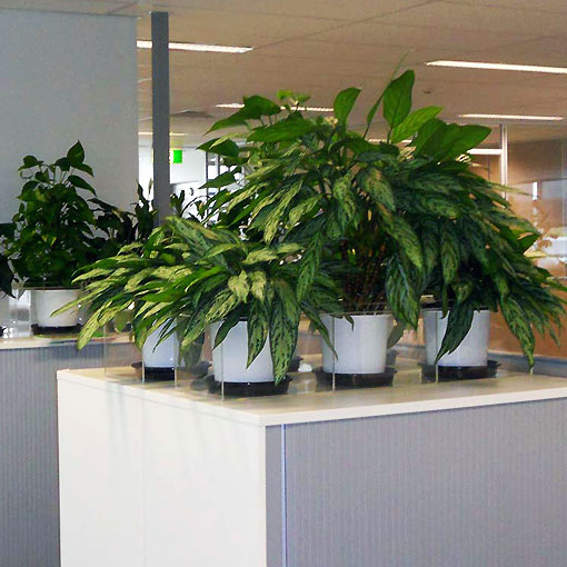 plant-hire-for-offices-workplace