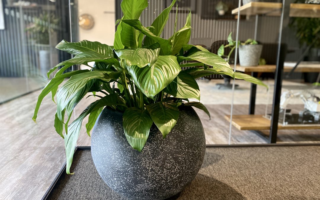 Why Hire Indoor Plants for Your Business